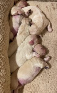 CKC certified Pekingese puppies
