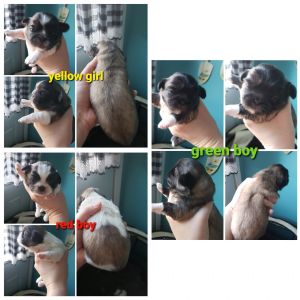 Purebred Pekingese Puppies
