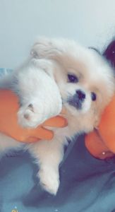 Selling my mother n laws Pekingese puppy she travels