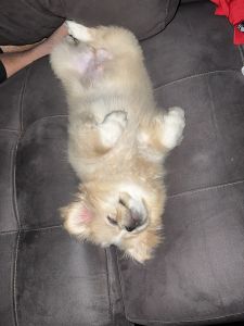 Pekingese puppy