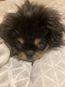 Rumford Pekingese puppy