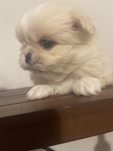 Pekingese puppies