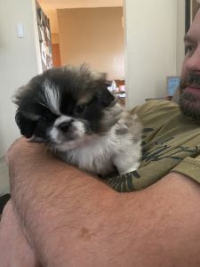 Pekingese Puppies