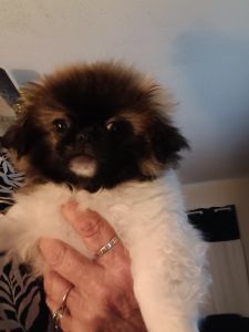 Male Pekingese