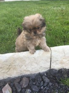 Free Pekingese Puppies (***) ***-***0