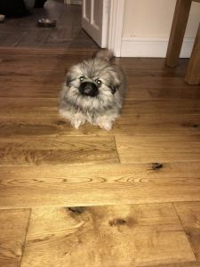 Pekingese toy female puppy