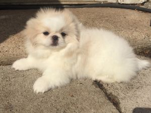 White Female Pekingese puppy