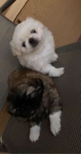Beautiful Pekingese baby girls