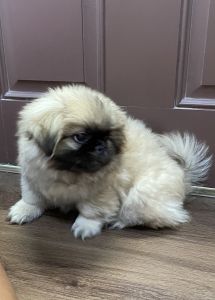 Jasper needs a good home