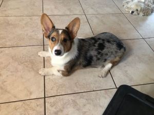 CKC Beautiful Blue Merle