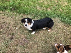 Beautiful female auggie