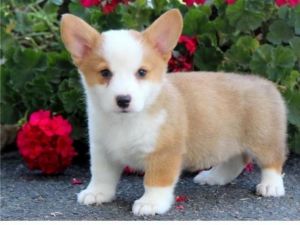 Corgi Puppies