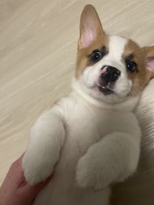 Teddy 2 Months Old Boy Corgi