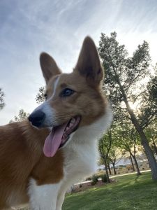 Need to sell my dog just moved and landlord isn’t letting me keep him