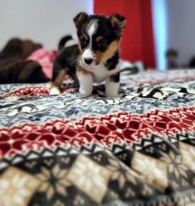 Friendly Corgi puppies for sale