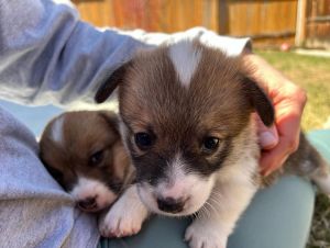 Male and female Pembroke Welsh Corgis for sale