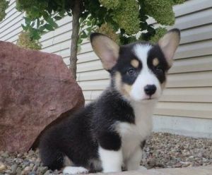 Kc Registered Welsh Corgi's For Sale