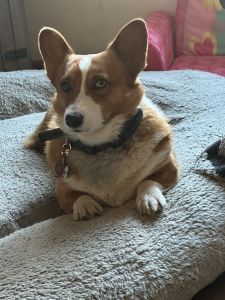 Female Corgi