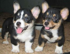 Pembroke Welsh Corgi Puppies -
