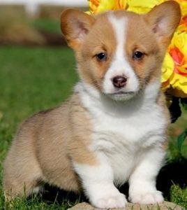 Cute Pembroke Welsh Corgi puppies ready