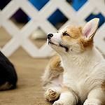 Amasing Corgi puppies for sale