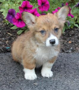 Exceptional Akc Pembroke Welsh Corgi Puppies