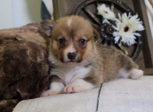 beautiful red and white pembroke welsh corgi