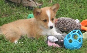 Pembroke Welsh Corgi now ready