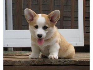 Nice Welsh Pembroke Corgi Puppies Still Available