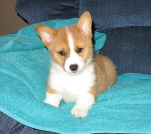Pembroke Welsh Corgi Puppies
