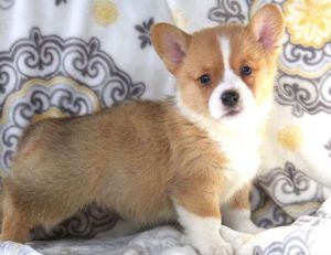 Registered Pembroke Welsh Corgi Puppies
