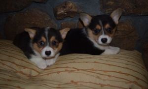Pembroke Welsh Corgi Puppies