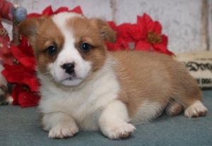 Perfect Pembroke Welsh Corgi Pups For Sale