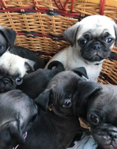 Excellent AKC Pug Puppies