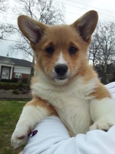 Pembroke welsh corgi