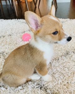Welsh corgi for sale