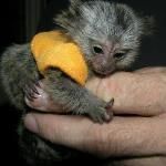 Wonderful Lovely marmoset monkeys