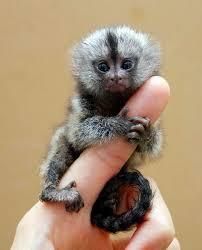 Marmosets Monkeys Available Now