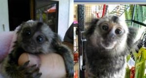 Healthy Finger marmoset monkeys