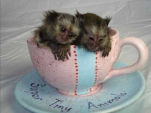 Baby pygmy Marmoset monkeys for adoption call/text(***) ***-***2