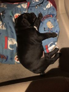 2 months old red nose