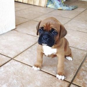 Puppy Presa canario for sale