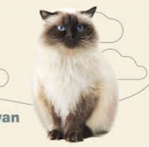 Himalayan Cat