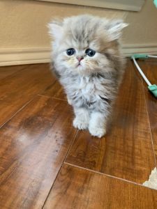 Persian kittens blue golden and golden