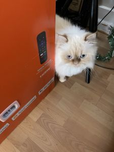 3 year old Persian cat