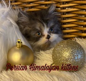 PERSIAN HIMALAYAN KITTENS
