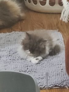 Persian kittens 8 weeks
