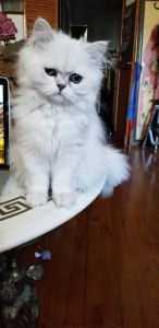 Silver Chinchilla Persians aka the Fancy Feast Cat