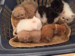 CFA persian kittens