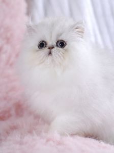 Prettiest Persian kittens